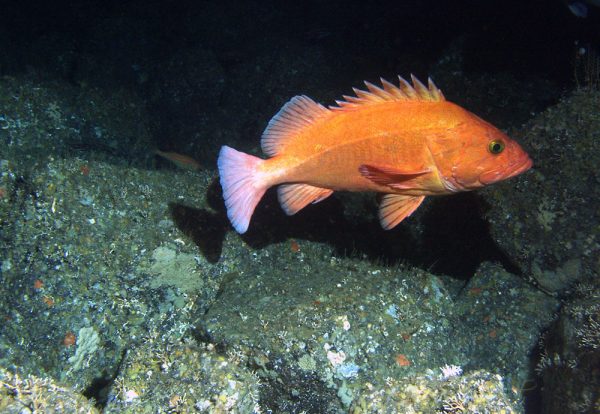 Yelloweye Rockfish