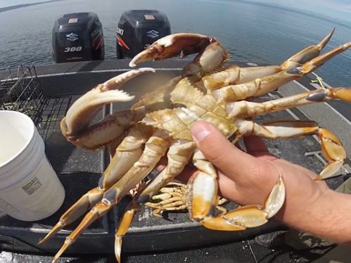 hand holding a crab