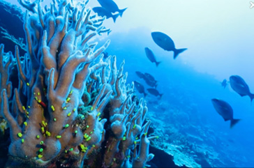 Ocean coral and fish