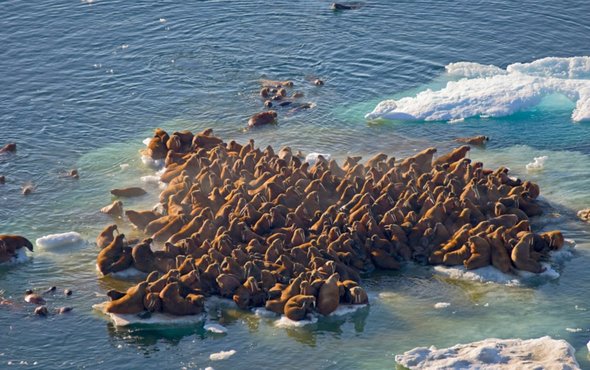 Lots of seals on a small piece of ice