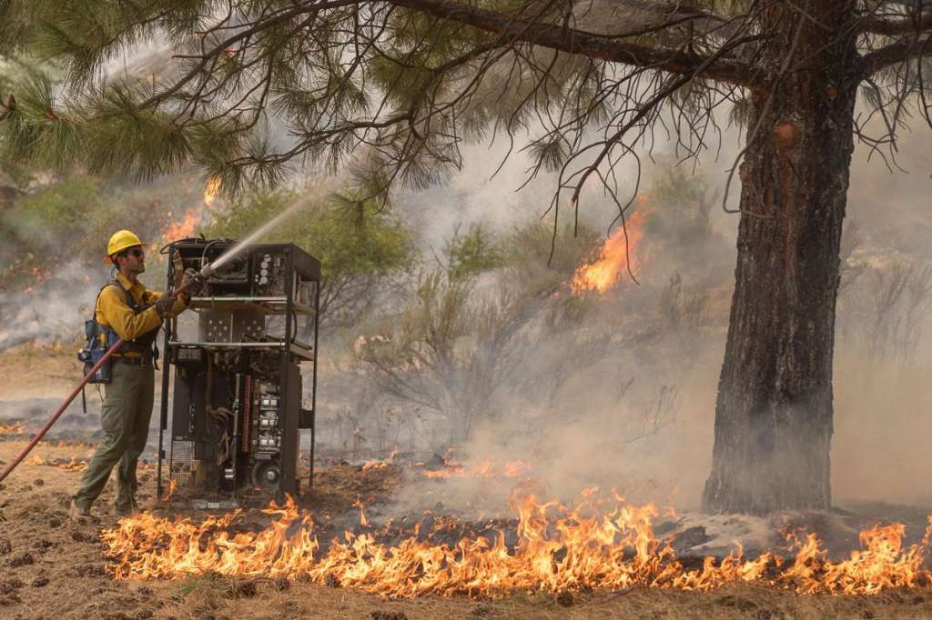 Fire fighter hosing off a tree