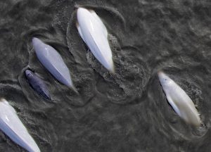 Aerial view of beluga whales breaching the water.