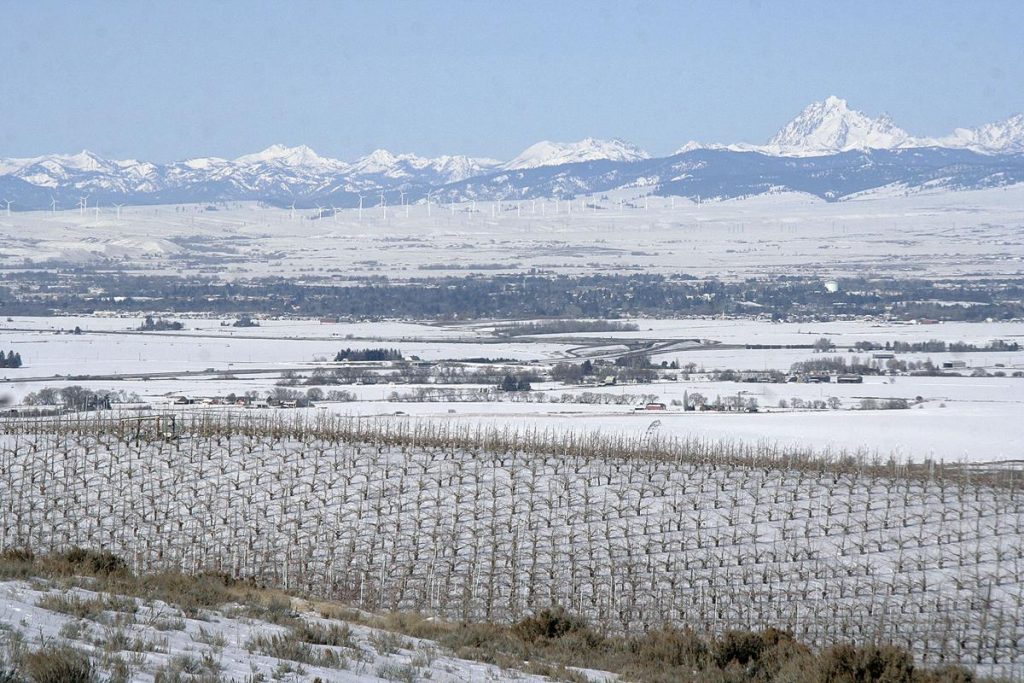 A snow covered Ellensburg, WA with vines in the foreground
