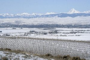 A snow covered Ellensburg, WA with vines in the foreground