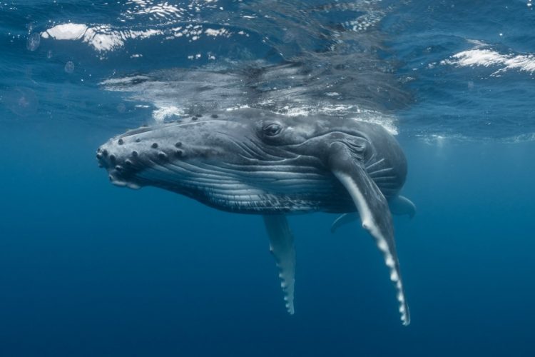 Whale just under the water's surface
