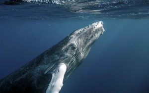 Humpback whale approaching the surface 