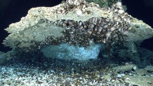 Undersea gasses venting