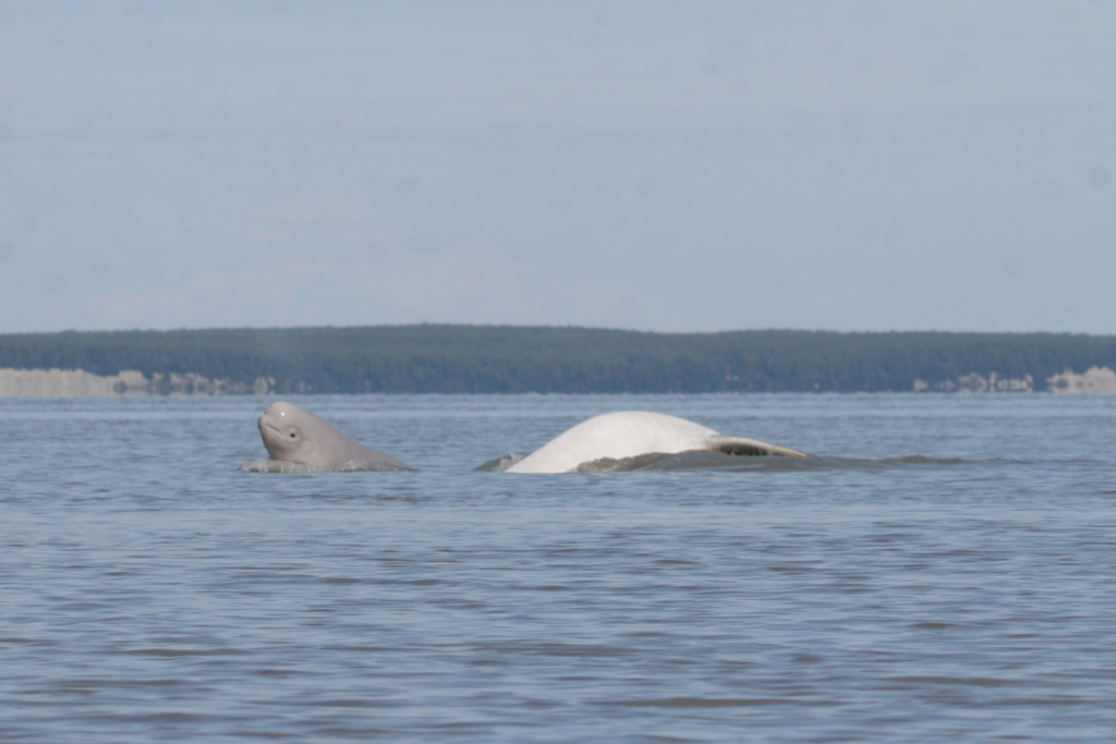 Baby beluga peeks head above water