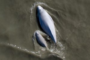 Beluga whales from above