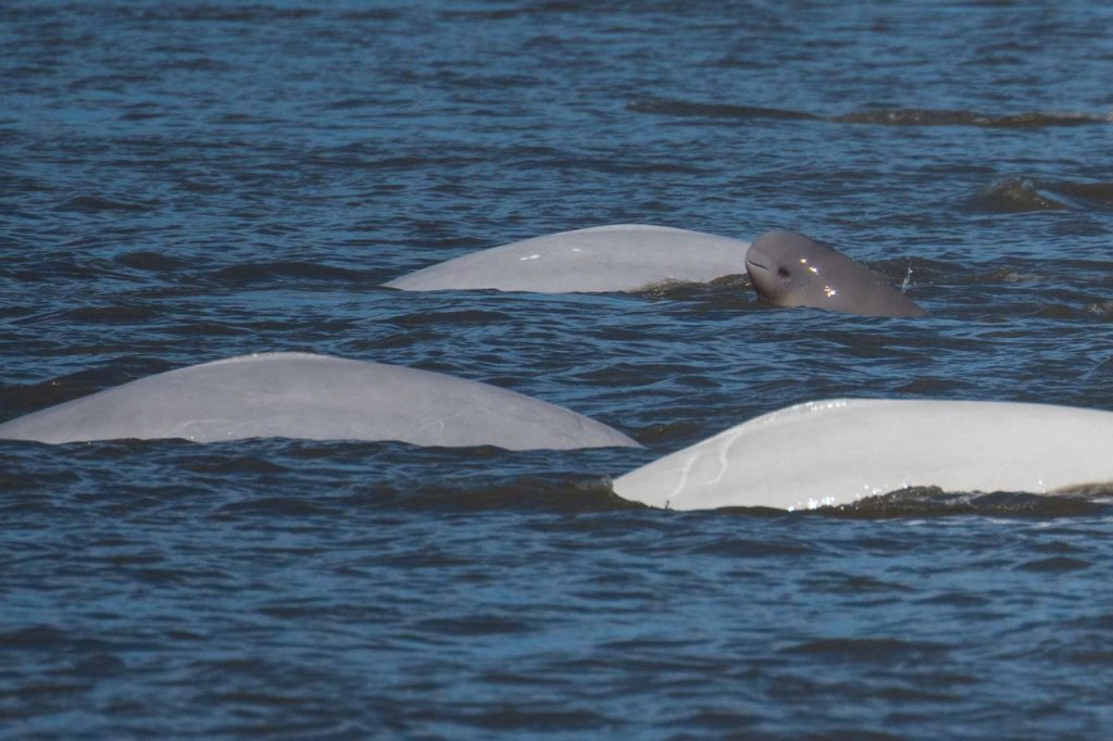 Baby beluga popping out of the water