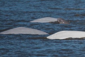 Baby beluga popping out of the water