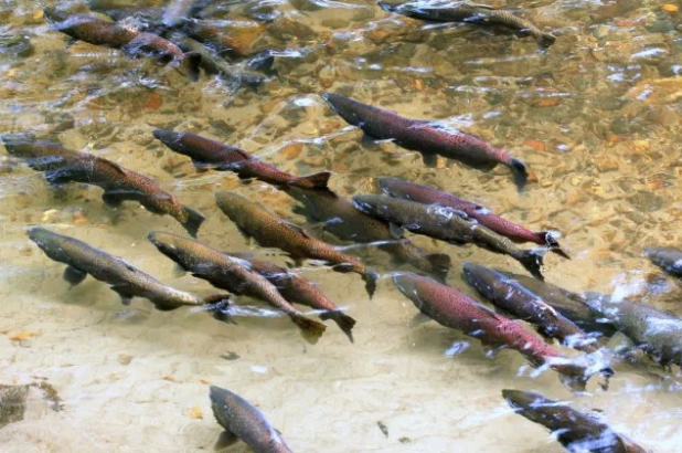 King salmon swimming in river