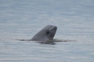 Beluga poking his head above water
