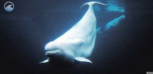 closeup of beluga whale