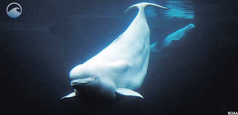 closeup of beluga whale
