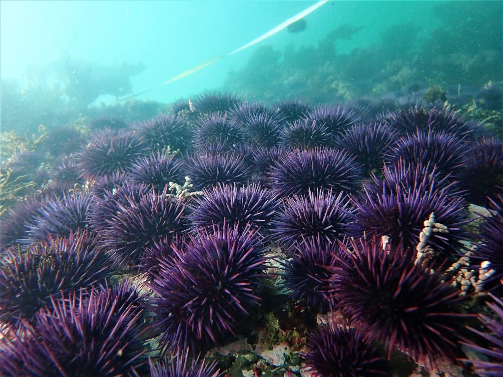 spiky, purple sea urchins at the bottom of the ocean