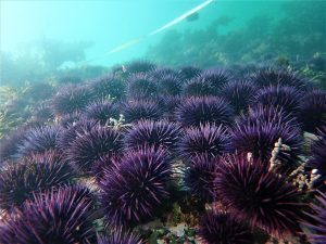 spiky, purple sea urchins at the bottom of the ocean