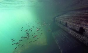 Fish swimming by seawall