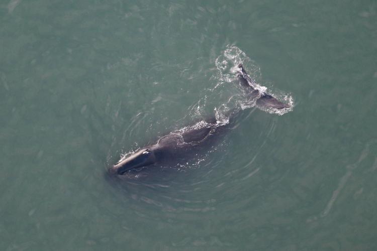 Bowhead whale from above
