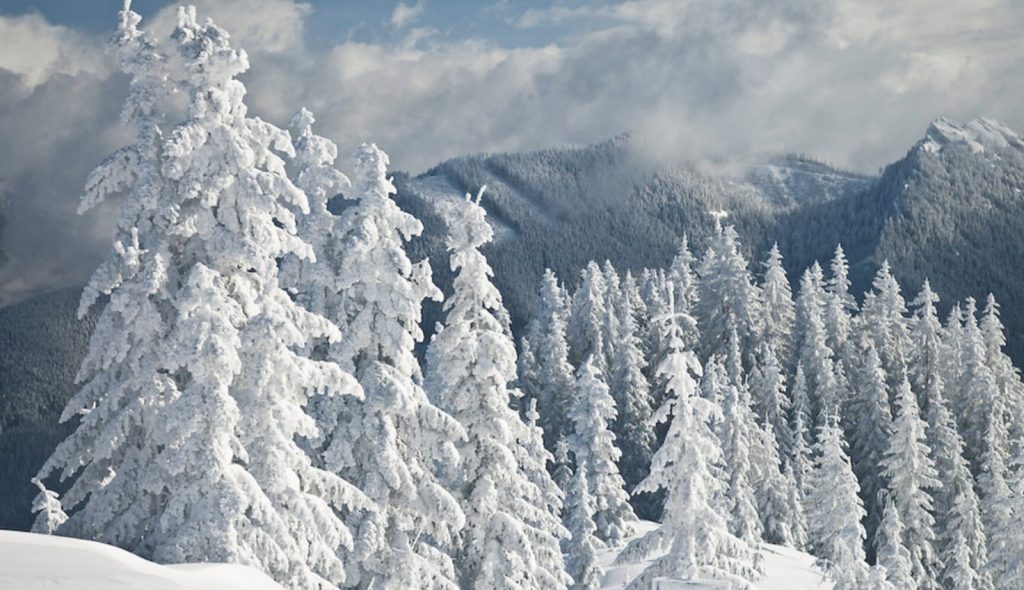 Trees with a lot of snow on them