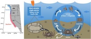 graphic of a crab's lifecycle 