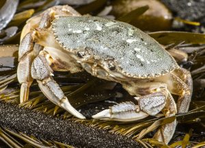 a crab sits on kelp