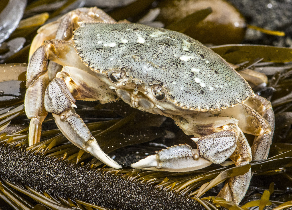 a crab sits on kelp
