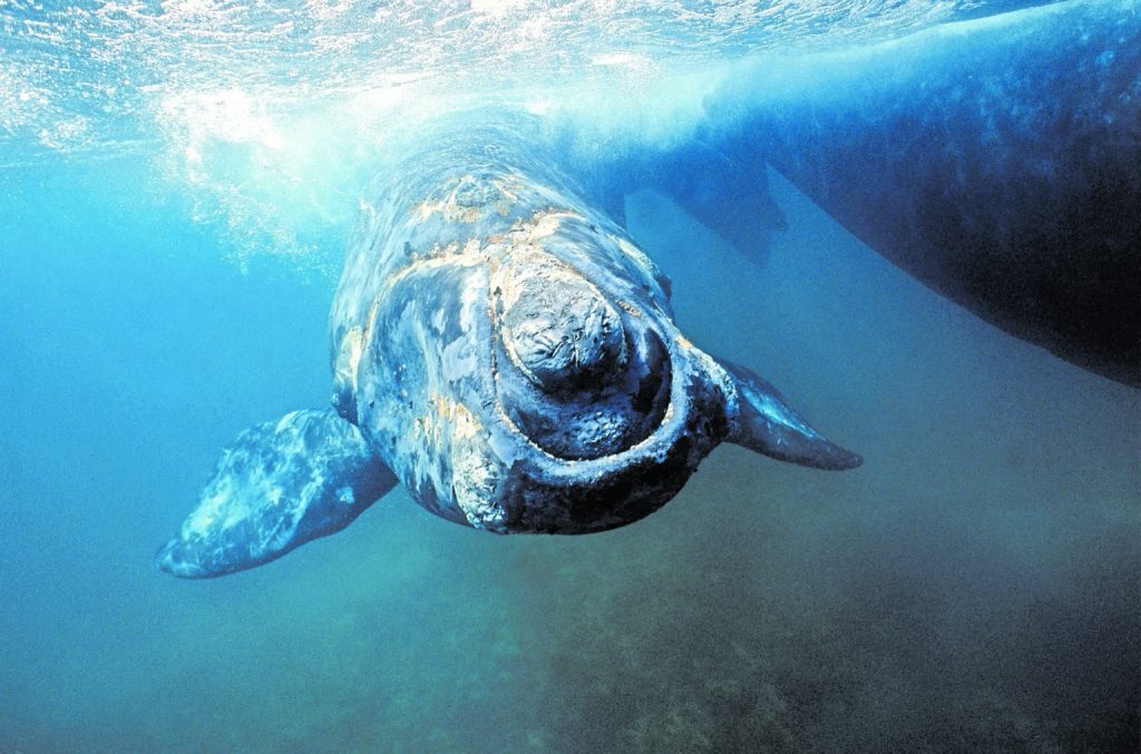 whale swimming towards camera