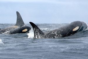 Three orcas breach the surface.