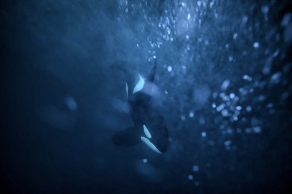 orca in dark ocean