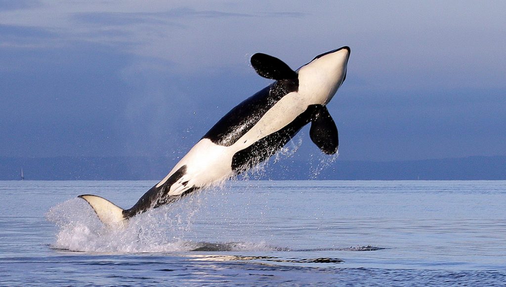 orca whale breaching
