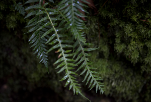 Nighttime shot of tree leaves, wet with rain.
