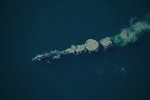 A mud plume behind a gray whale.