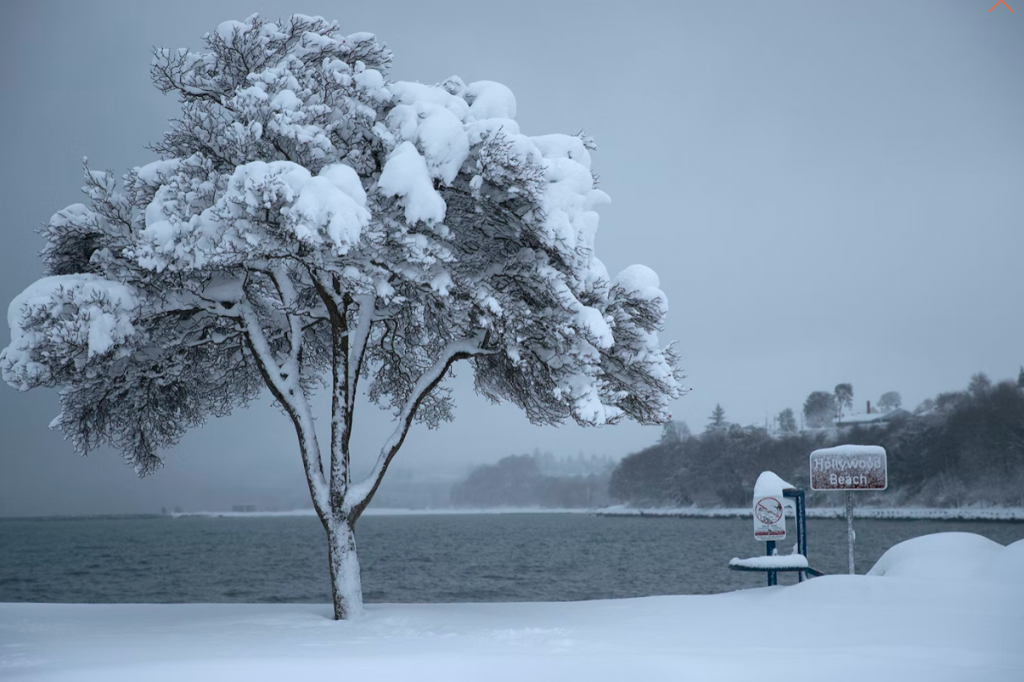 Snowy beach and tree
