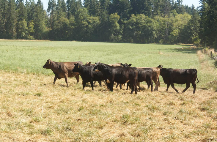 cattle in a dry field