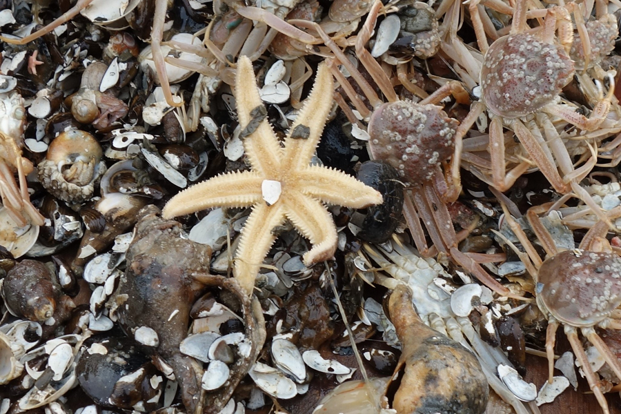 cluster of invertebrates