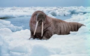 Good looking walrus