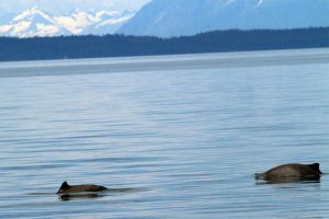 Two harbor porpoises breach the water.
