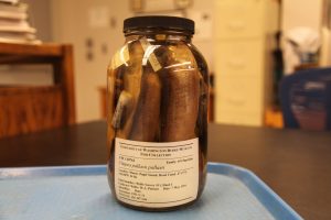 Preserved fish inside of a glass jar.
