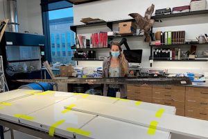 A researcher holding a large piece of whale baleen.