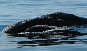 A whale breaching the surface.