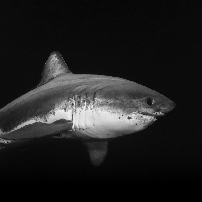Salmon Shark in black water