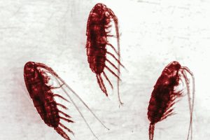 Close-up of three phytoplankton with crab-like appendages.