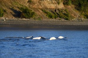 Several beluga whales poke their heads above the surface.
