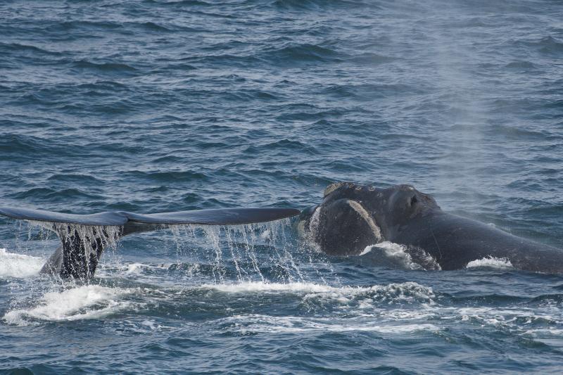 Two North Pacific right whales photographed from the NOAA Ship Oscar Dyson in August, 2021.