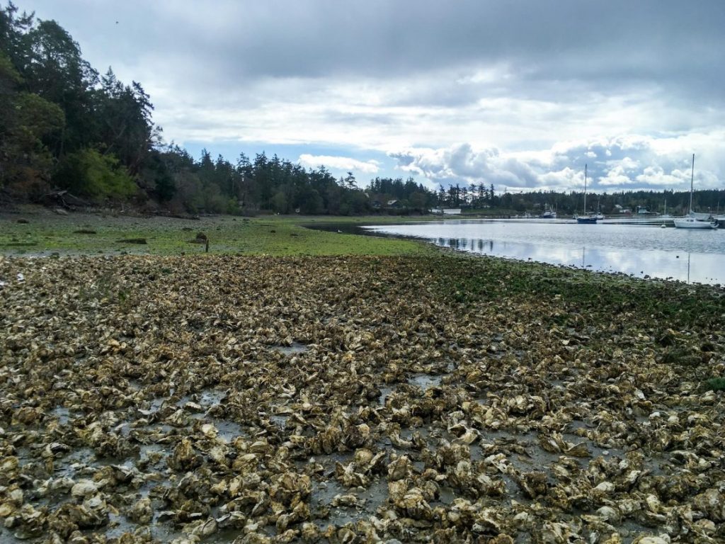 Thousands of oysters on a beach near the shoreline.