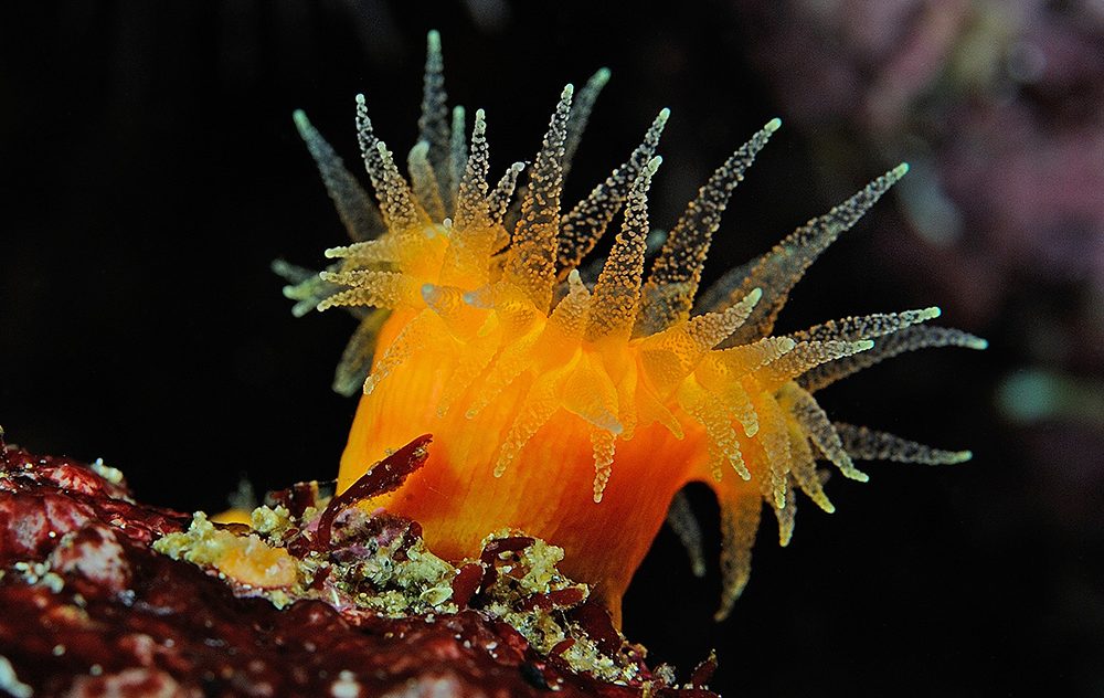 Close up of an orange cup coral in the wild, a bright orange species of coral with small, semi-transparent tendrils.
