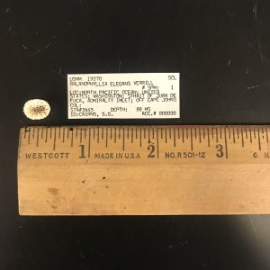 Close-up of a historic orange cup coral sample. The sample is about half an inch wide, as shown by a ruler used to measure it. 