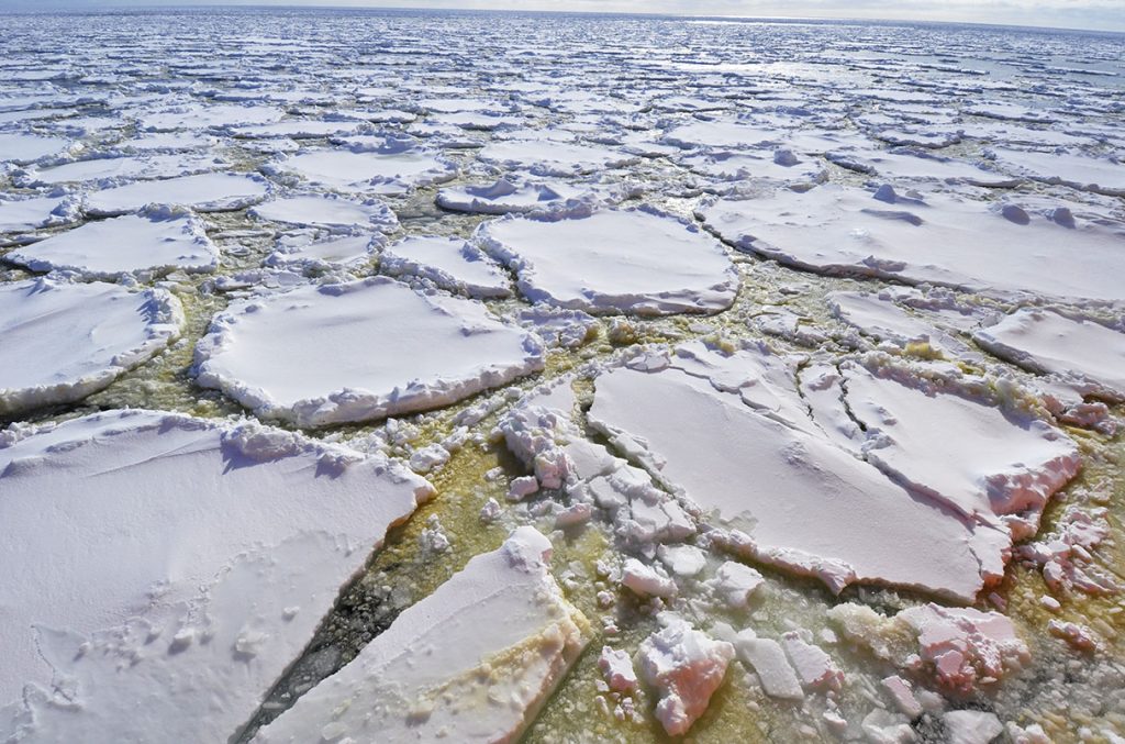 An aerial view of cracking sea with green and red seawater between the cracks, which is a sign of phytoplankton blooms.
