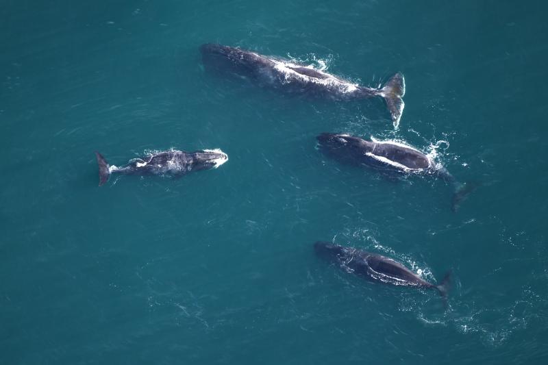 Aerial view of four bowhead whales in the Beaufort Sea.